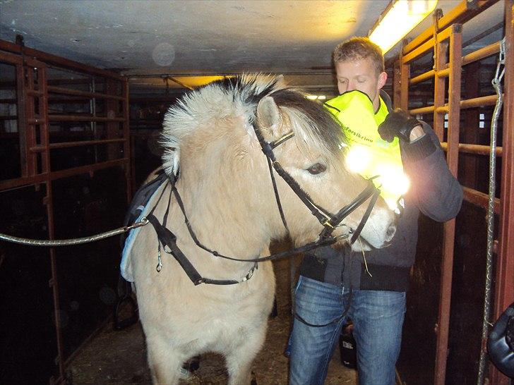 Fjordhest Lukas billede 2