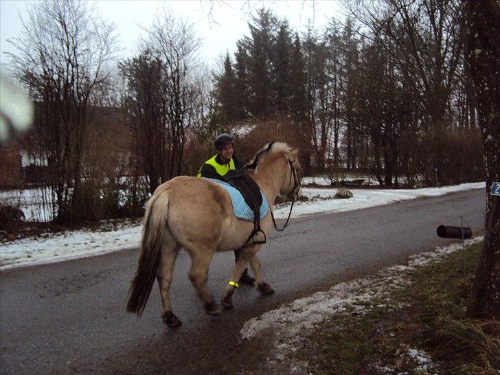 Fjordhest Lukas billede 3
