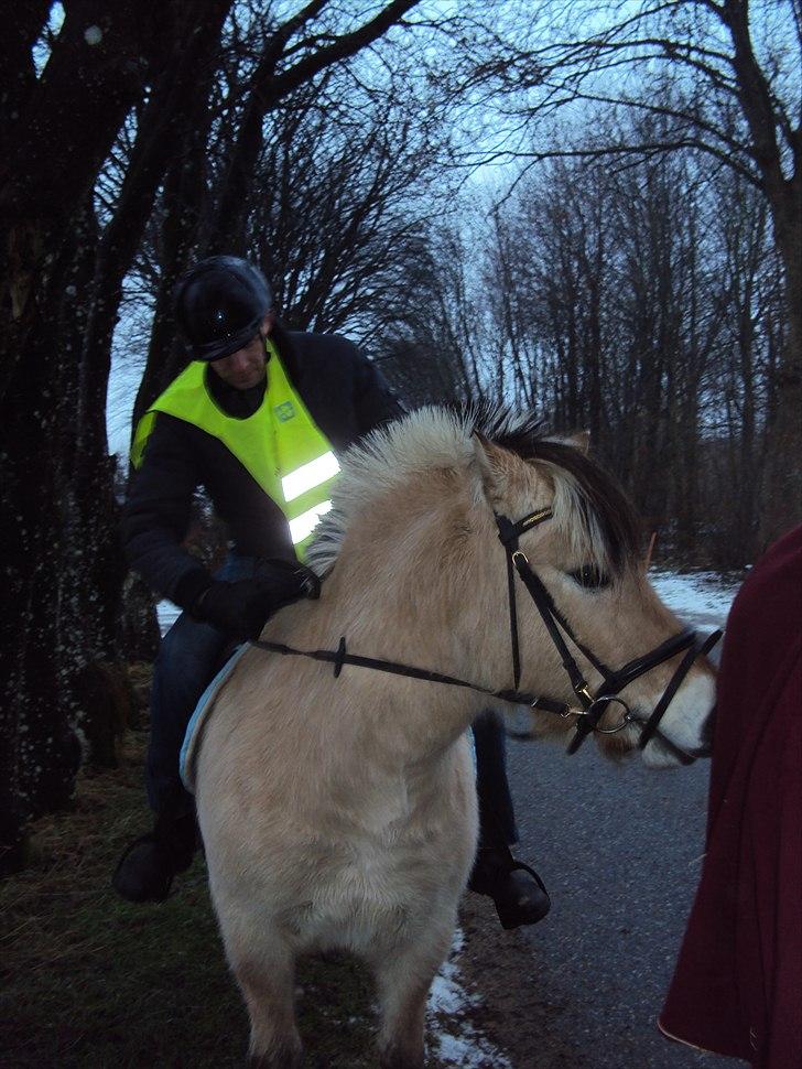 Fjordhest Lukas billede 4