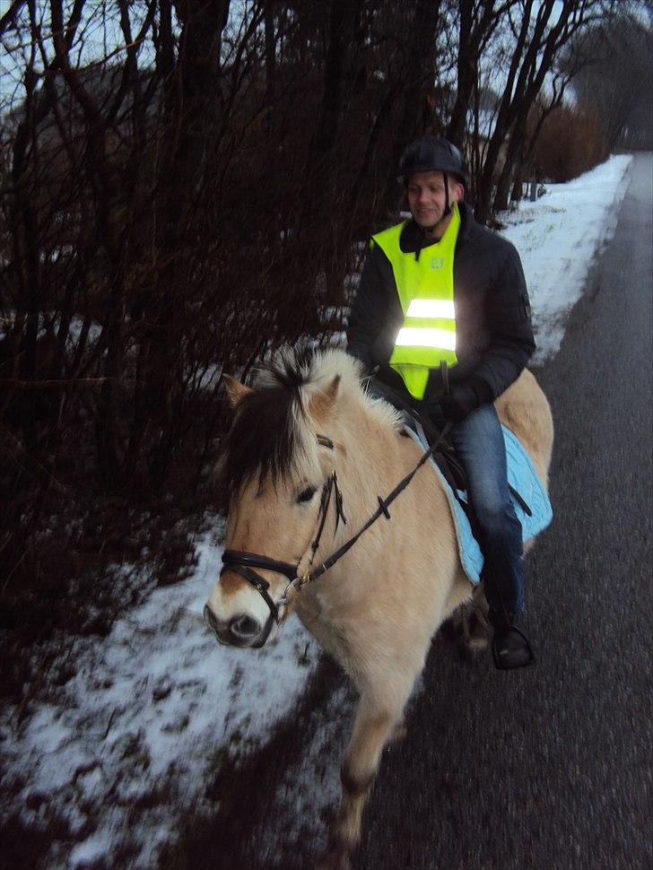 Fjordhest Lukas billede 5