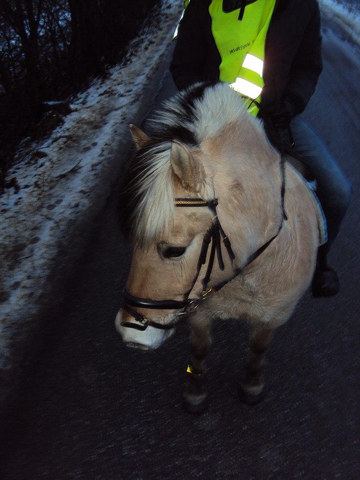 Fjordhest Lukas billede 6