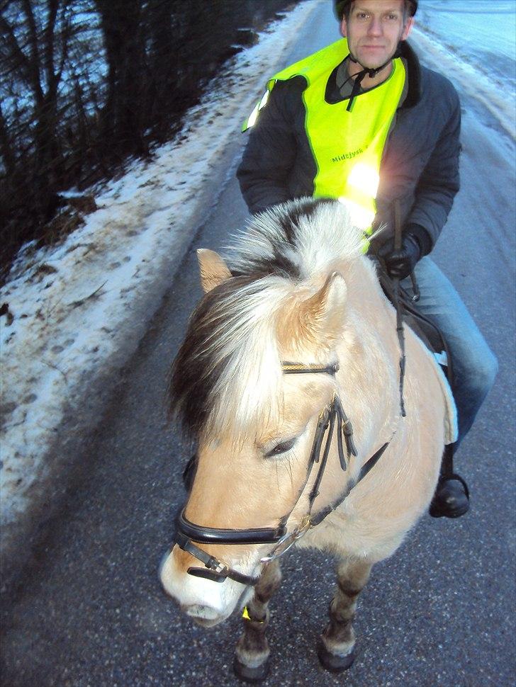 Fjordhest Lukas billede 7