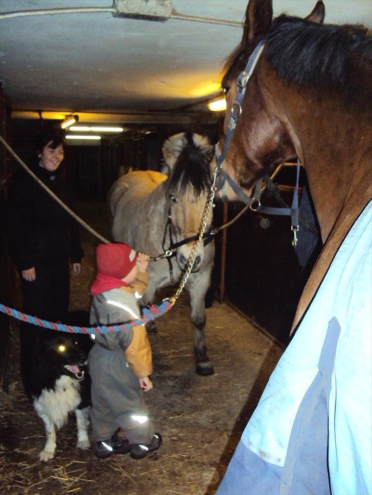 Fjordhest Lukas billede 8