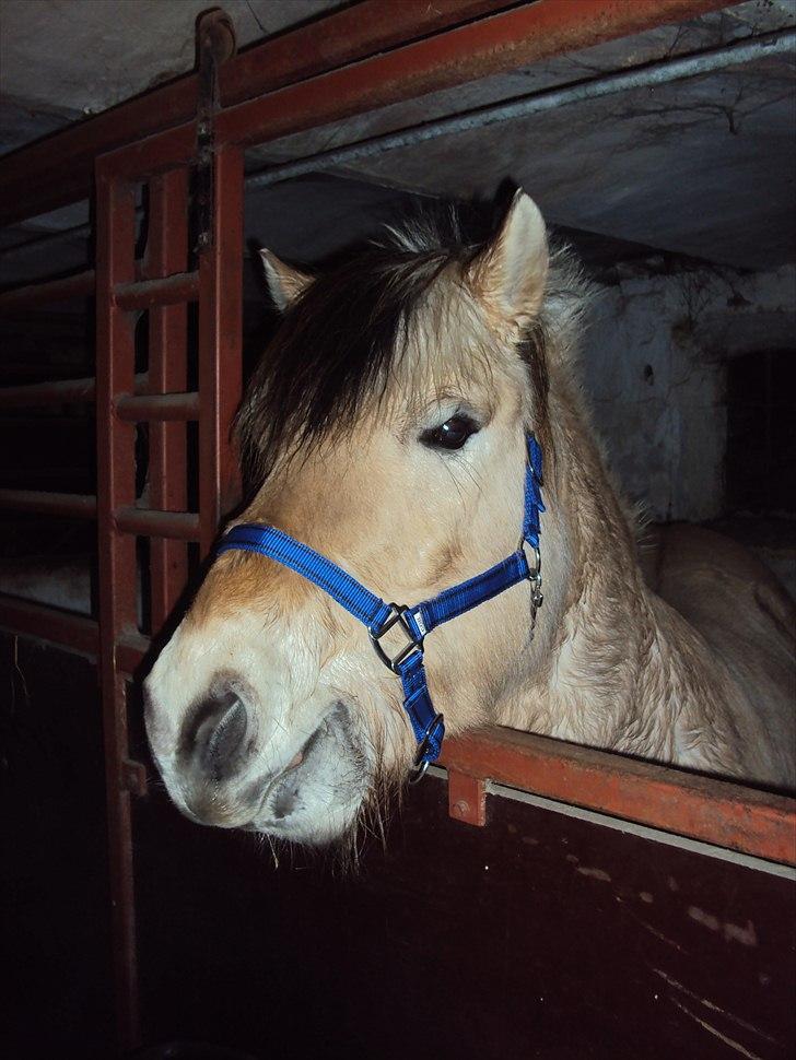 Fjordhest Lukas billede 9