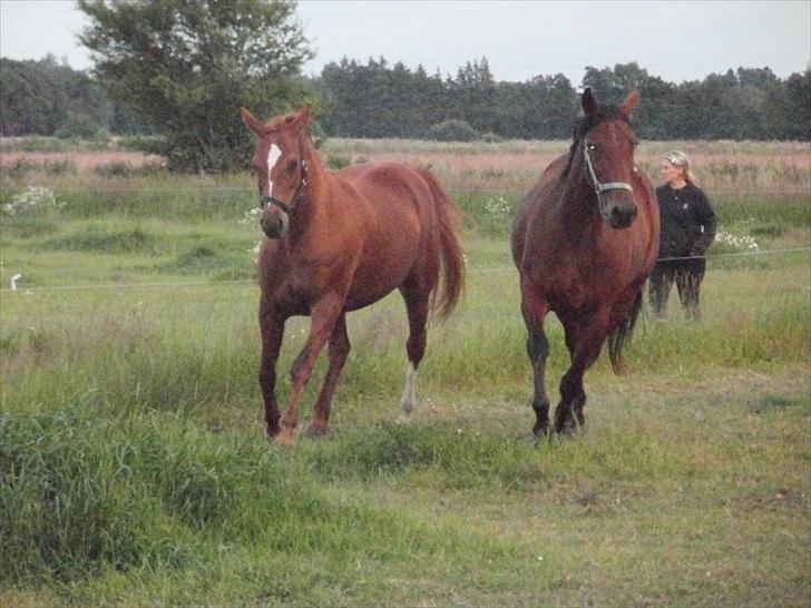 Traver Dream Haldbak billede 11