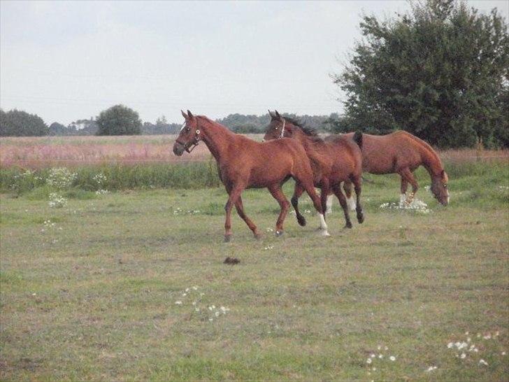 Traver Dream Haldbak billede 12