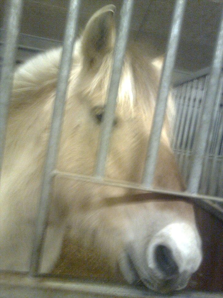 Fjordhest Ingar halsnæs HVR billede 12