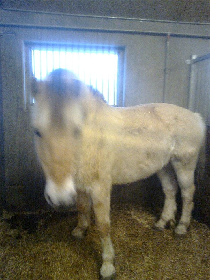 Fjordhest Ingar halsnæs HVR billede 13