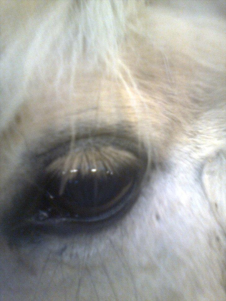 Fjordhest Ingar halsnæs HVR billede 14