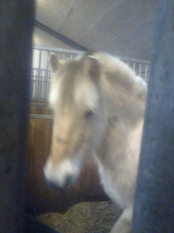 Fjordhest Ingar halsnæs HVR billede 15