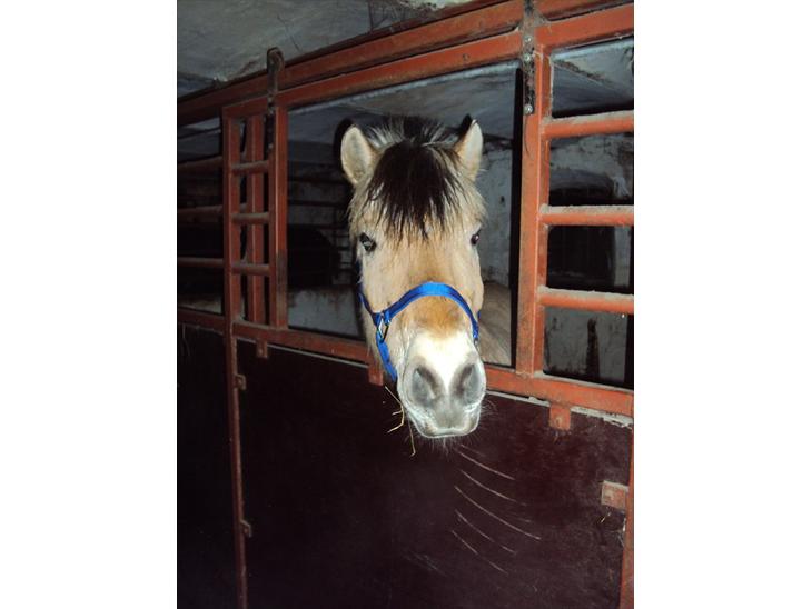 {{currentPhoto.altText}} billede {{currentPhoto.number}}