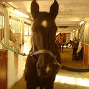 Anden særlig race blacki (elevhest)<3