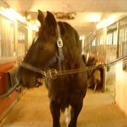 Anden særlig race blacki (elevhest)<3