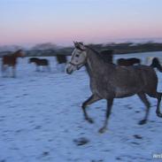 Arabisk fuldblod (OX) howtofly