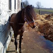 Welsh Pony (sec B) Dusty! Mit eventyr!<3