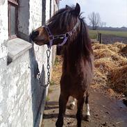 Welsh Pony (sec B) Dusty! Mit eventyr!<3