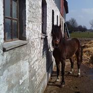 Welsh Pony (sec B) Dusty! Mit eventyr!<3