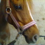 Welsh Pony af Cob-type (sec C) bakkegaardens bailey