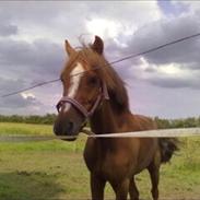 Welsh Pony af Cob-type (sec C) bakkegaardens bailey