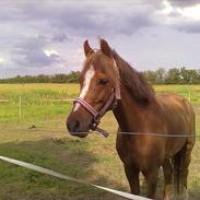 Welsh Pony af Cob-type (sec C) bakkegaardens bailey