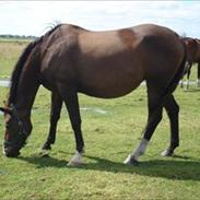 Dansk Varmblod Bati Døde af en blodprop den 12-02-2012 