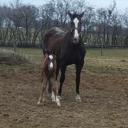 Dansk Varmblod Bati Døde af en blodprop den 12-02-2012 