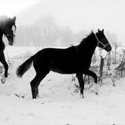 Dansk Varmblod Bati Døde af en blodprop den 12-02-2012 