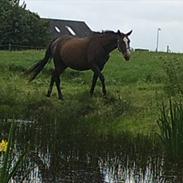 Dansk Varmblod Bati Døde af en blodprop den 12-02-2012 