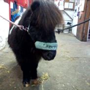 Shetlænder Emil "aflivet"