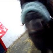 Shetlænder Emil "aflivet"