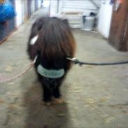 Shetlænder Emil "aflivet"