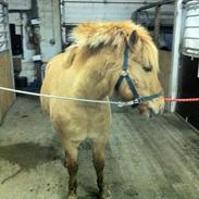 Anden særlig race bandit