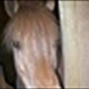 Anden særlig race bandit