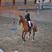 Hollandsk Varmblod Villeroy