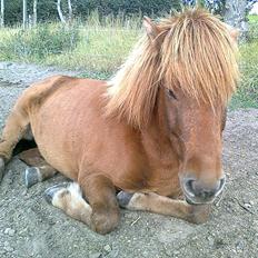 Islænder Gylfi fra økobo