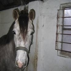 Arabisk fuldblod (OX) howtofly