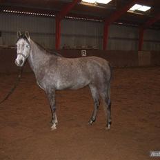 Arabisk fuldblod (OX) howtofly