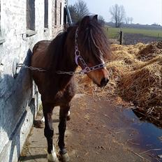Welsh Pony (sec B) Dusty! Mit eventyr!<3