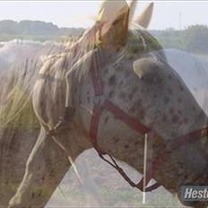 Anden særlig race julius <3