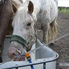 Anden særlig race julius <3