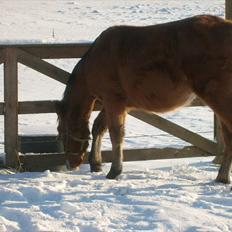 Anden særlig race Temptation