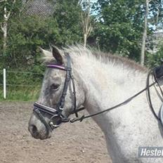 Knabstrupper Candy<3 Aka. Pony! tidl. hest