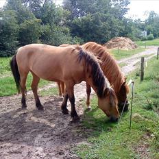 Anden særlig race Dixie (rider)