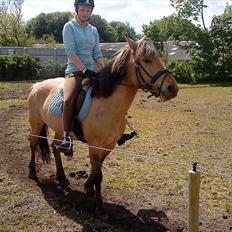 Anden særlig race Dixie (rider)