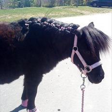 Shetlænder mulle *passer*