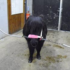 Shetlænder mulle *passer*