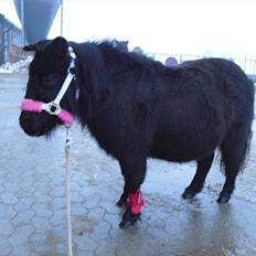 Shetlænder mulle *passer*