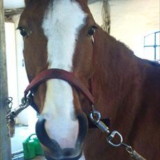 DSP Moonjam´s Princess