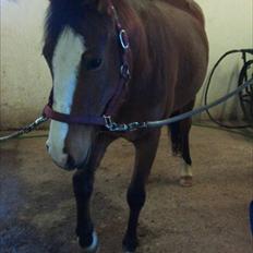 DSP Moonjam´s Princess