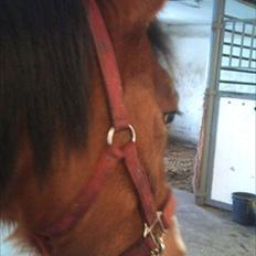 DSP Moonjam´s Princess